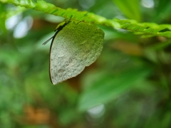 Curetis santana