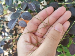 Digitaria radicosa