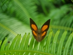 Curetis santana