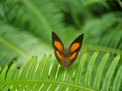 Curetis santana