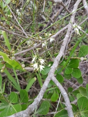 Melasphaerula graminea