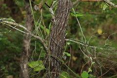 Melaleuca bracteata