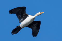 Microcarbo melanoleucos