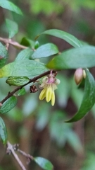 Coprosma quadrifida