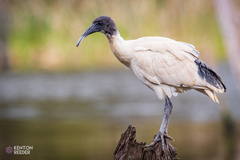 Threskiornis molucca