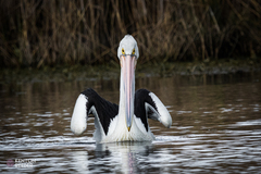 Pelecanus conspicillatus