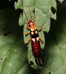 Forficula smyrnensis
