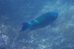 Chlorurus microrhinos