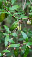 Coprosma quadrifida