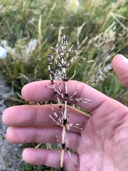 Equisetum arvense