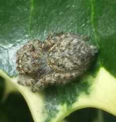 Philaeus chrysops