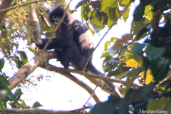 Trachypithecus phayrei