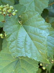 Phyllocnistis vitegenella