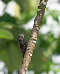 Dryobates sanguineus