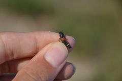 Platydracus stercorarius