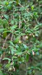Coprosma quadrifida