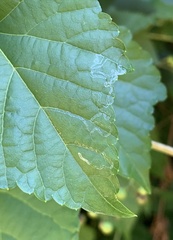 Phyllocnistis vitegenella