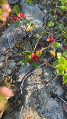 Vaccinium vitis-idaea