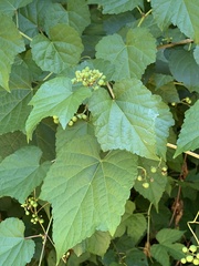 Phyllocnistis vitegenella