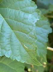 Phyllocnistis vitegenella