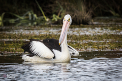 Pelecanus conspicillatus