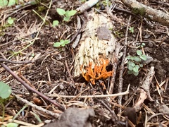 Calocera viscosa