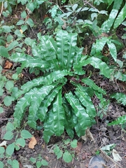 Asplenium scolopendrium scolopendrium
