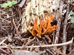 Calocera viscosa
