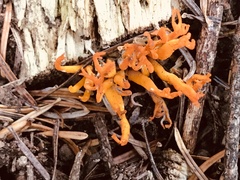 Calocera viscosa