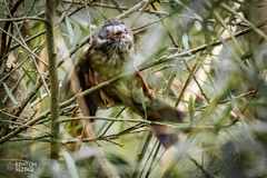 Sericornis frontalis