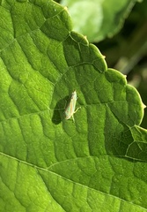 Graphocephala versuta