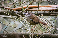 Sericornis frontalis