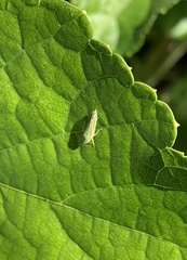 Graphocephala versuta