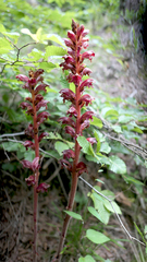 Orobanche