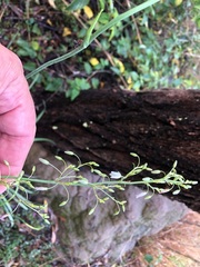 Asparagales