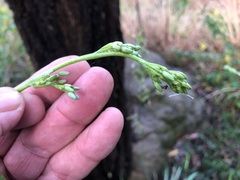 Asparagales