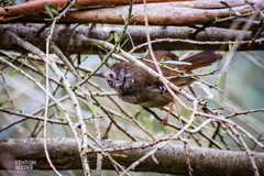 Sericornis frontalis