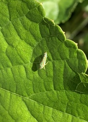 Graphocephala versuta