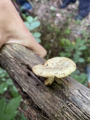 Polyporus