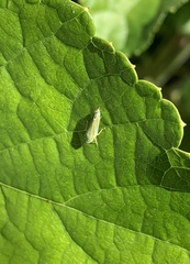 Graphocephala versuta