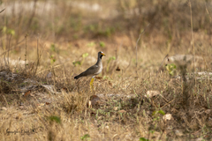 Vanellus senegallus