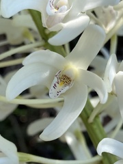 Dendrobium speciosum