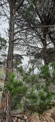 Pinus