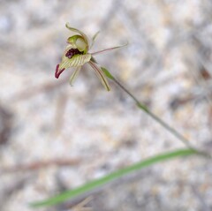 Caladenia pachychila