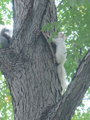 Sciurus carolinensis