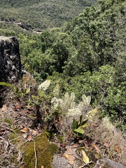 Dendrobium speciosum