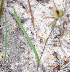 Caladenia pachychila