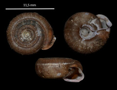 Helicodonta obvoluta