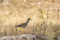 Vanellus senegallus