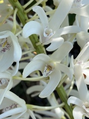 Dendrobium speciosum